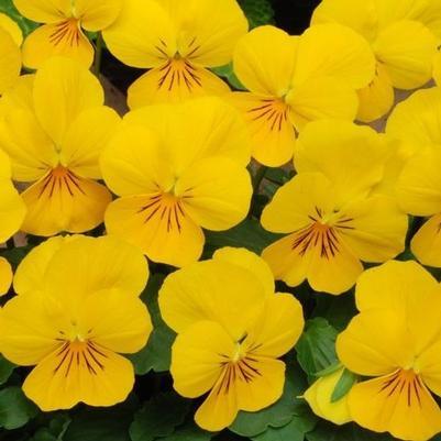 Viola Penny 'Yellow' - from Babikow