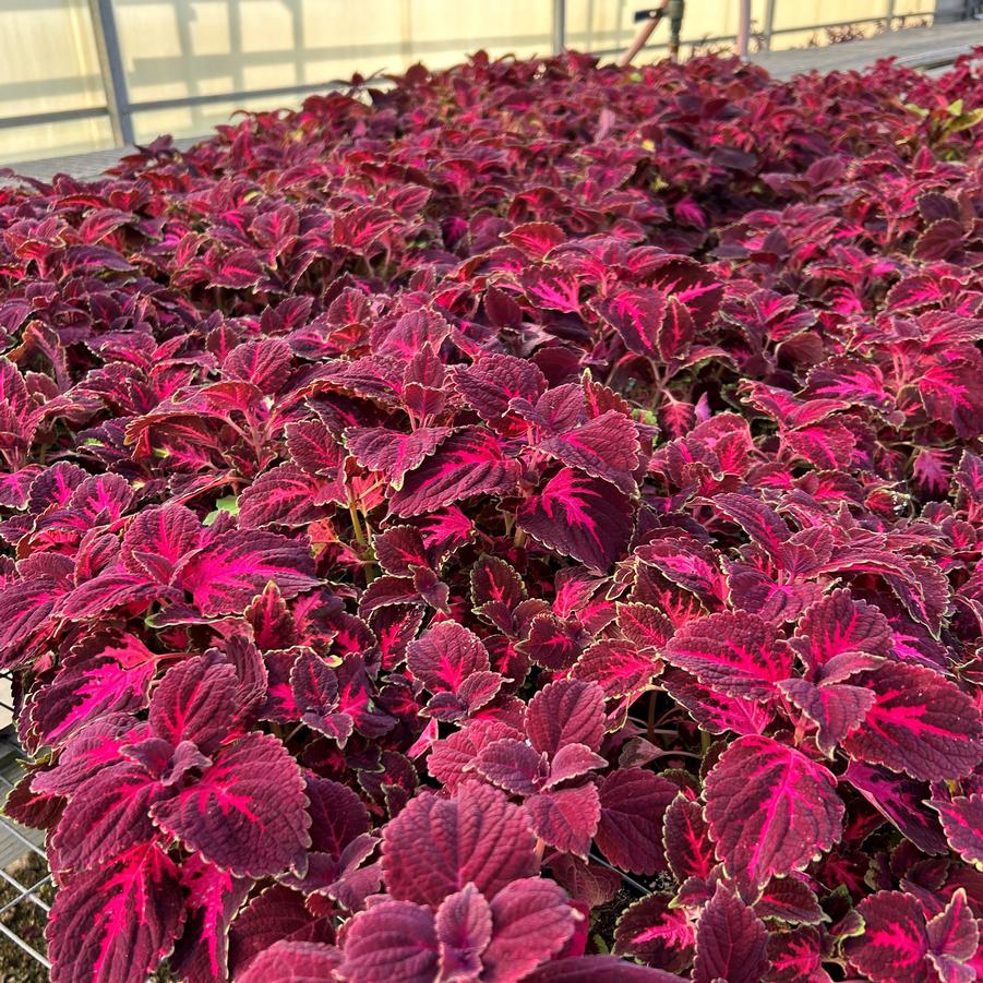 Coleus Solar Red