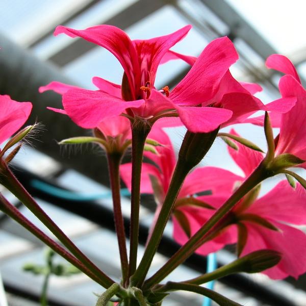 Ivy Geranium Hanging Basket- Assorted Colors - from Babikow