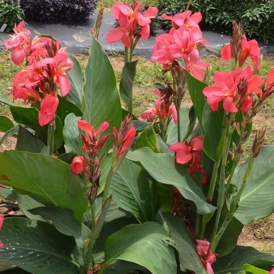 Canna Cannova Cannova 'Rose' - from Babikow