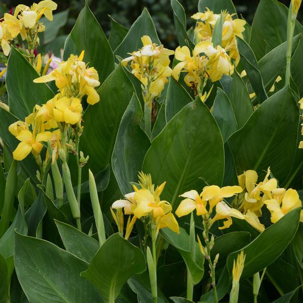 Canna Cannova Cannova 'Yellow' - from Babikow