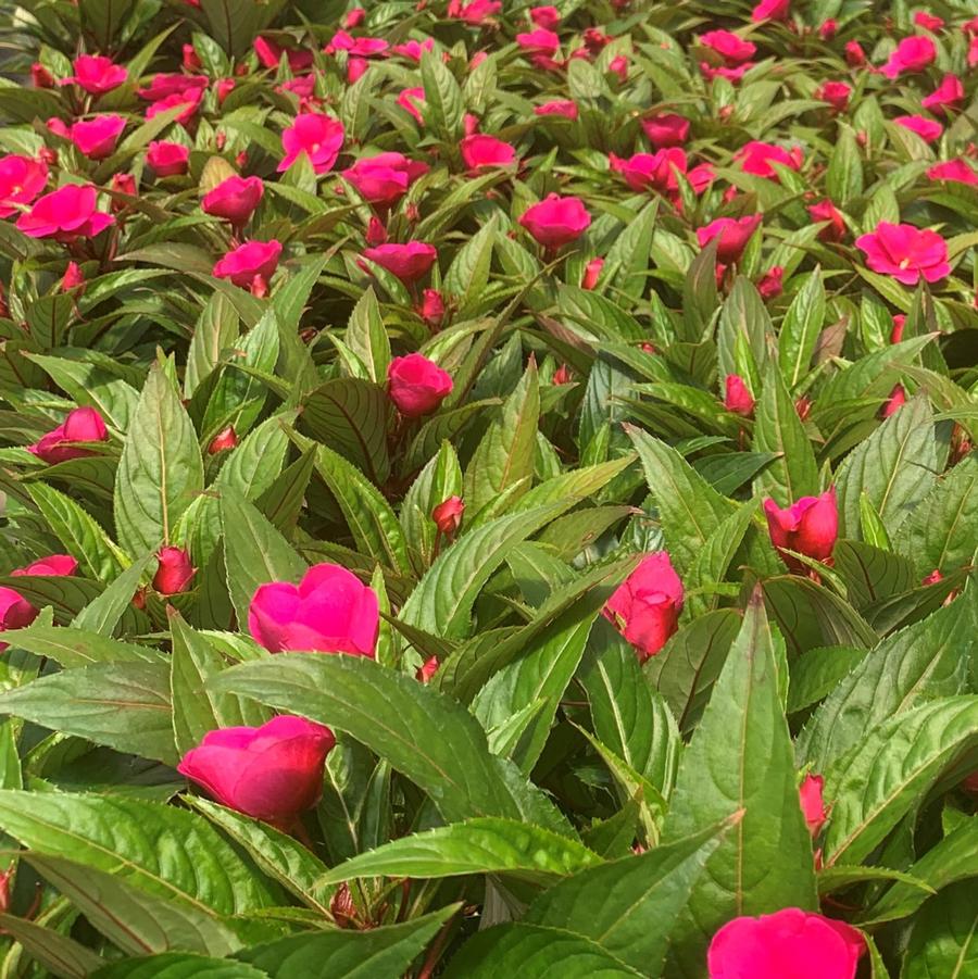 Impatiens New Guinea 'Sonic Deep Purple' - from Babikow Wholesale Nursery