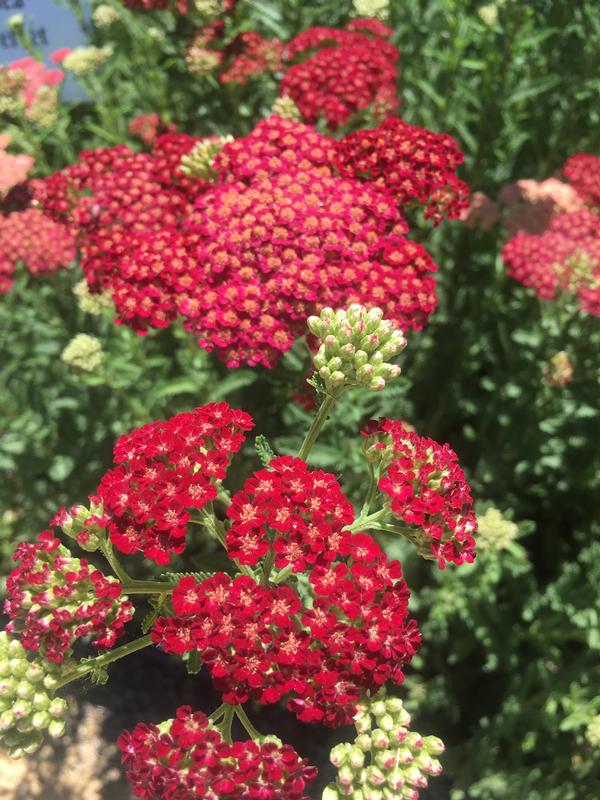 Achillea 'Red Velvet' Yarrow from Babikow