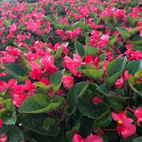 Begonia Big Rose with Green Leaf