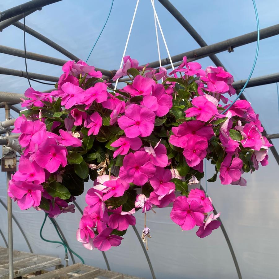 Vinca Cora Cascading Hanging Basket - from Babikow Wholesale Nursery