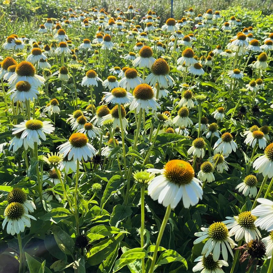 Echinacea 'Sombrero Blanco' - Hybrid Coneflower from Babikow Wholesale Nursery