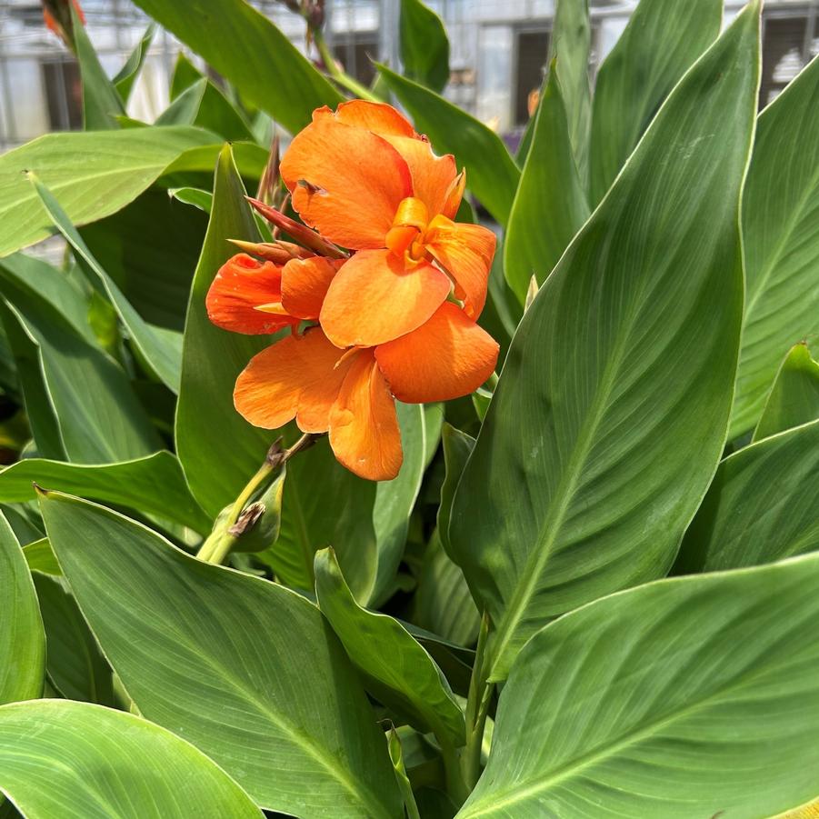 Canna Cannova 'Orange Shades' - from Babikow Wholesale Nursery