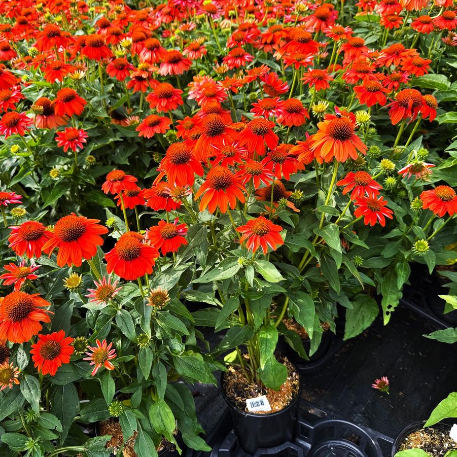 Echinacea Sombrero® 'Sombrero Adobe Orange' - from Babikow Wholesale Nursery