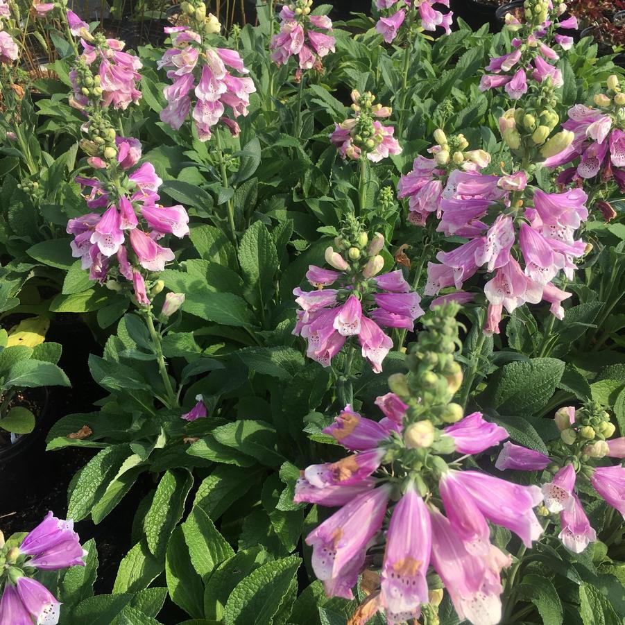 Digitalis 'Dalmatian Rose' from Babikow Wholesale Nursery