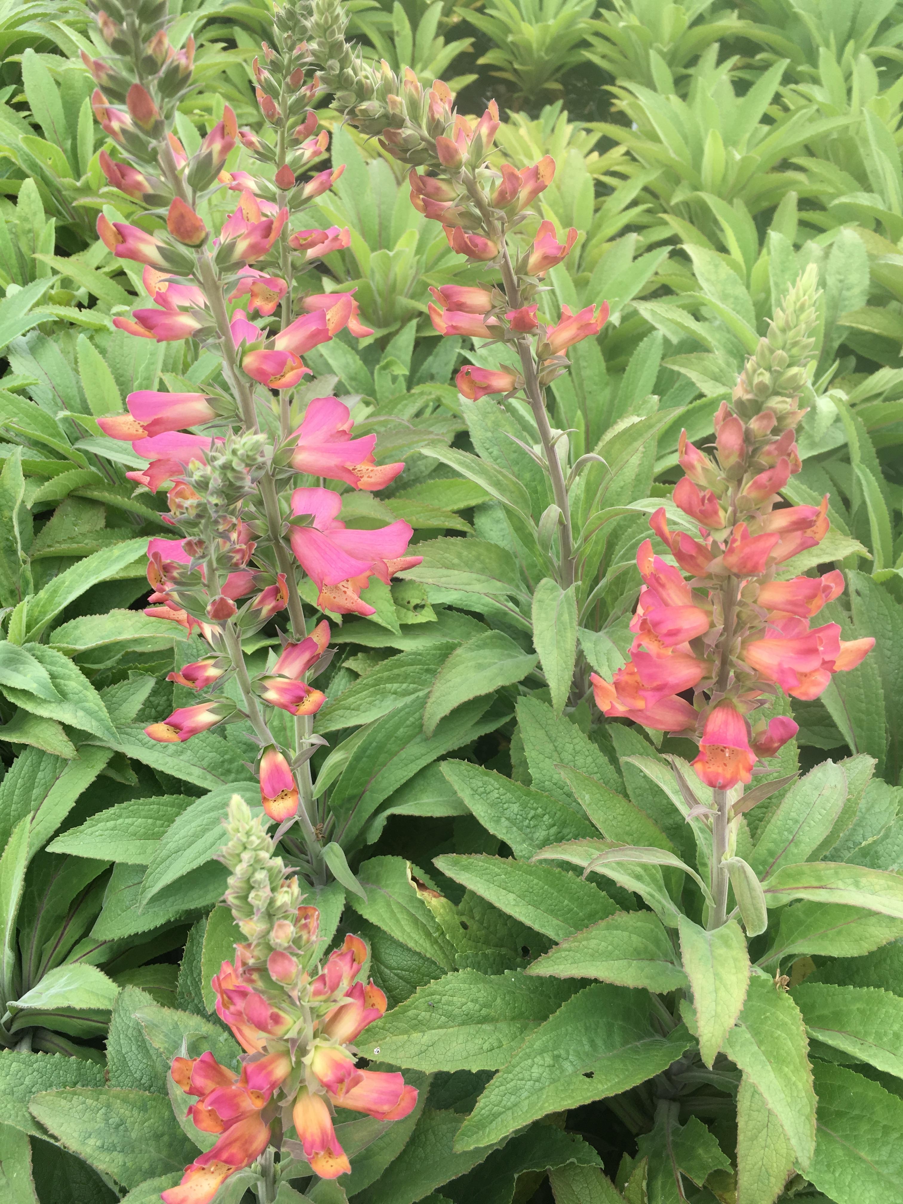 Digitalis 'Foxlight Rose Ivory' from Babikow
