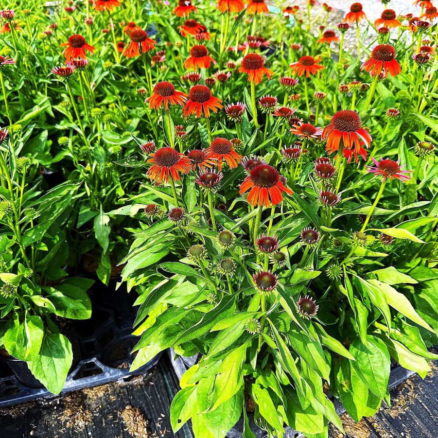 Echinacea Butterfly Series 'Orange Skipper' - Coneflower from Babikow Wholesale Nursery