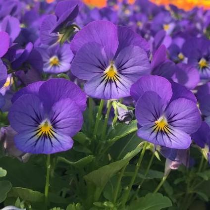 Viola Sorbet 'XP True Blue' - from Babikow