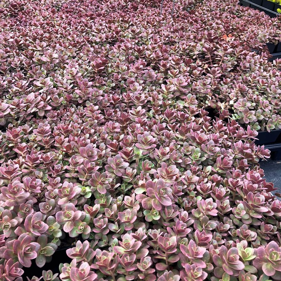 Sedum Sun Sparkler 'SunSparkler Firecracker' - from Babikow Wholesale Nursery