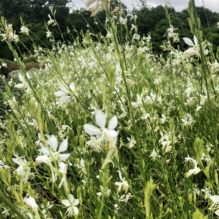 Gaura 'So White' - from Babikow Wholesale Nursery