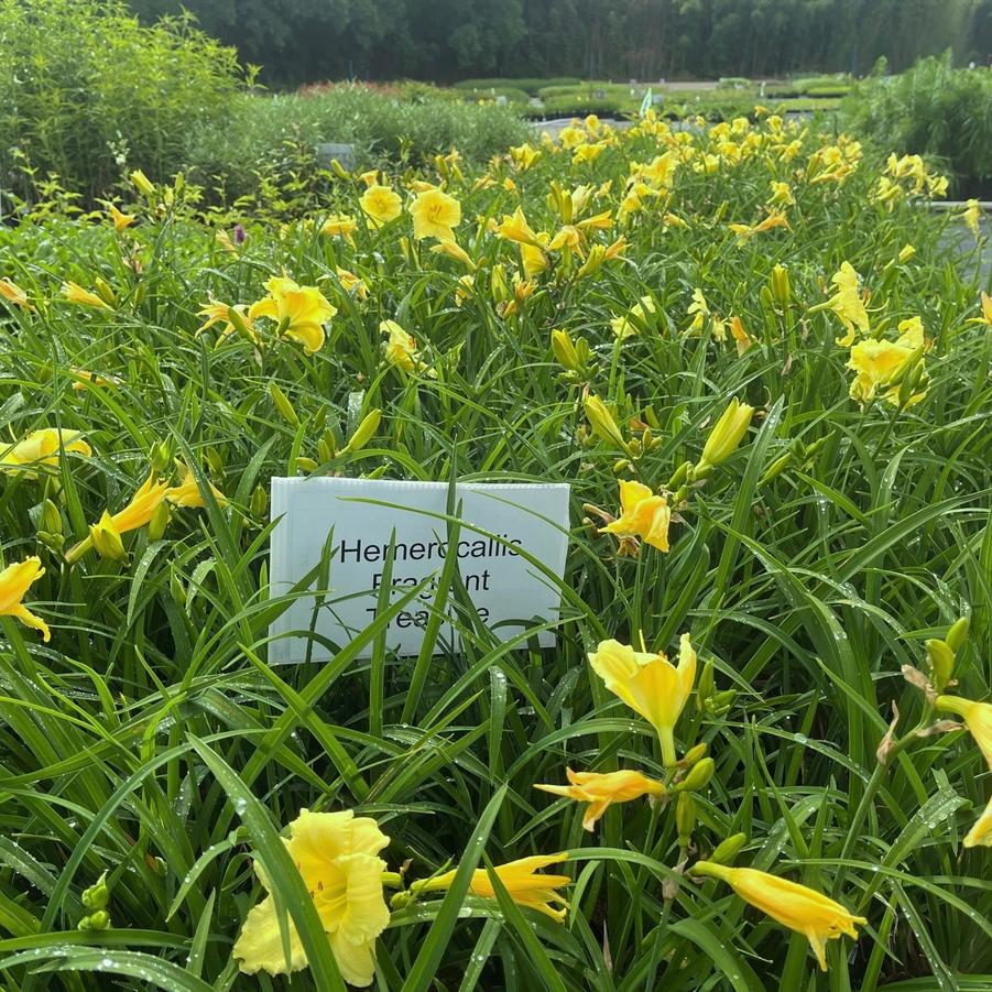 Hemerocallis 'Fragrant Treasure' - Daylily from Babikow Wholesale Nursery