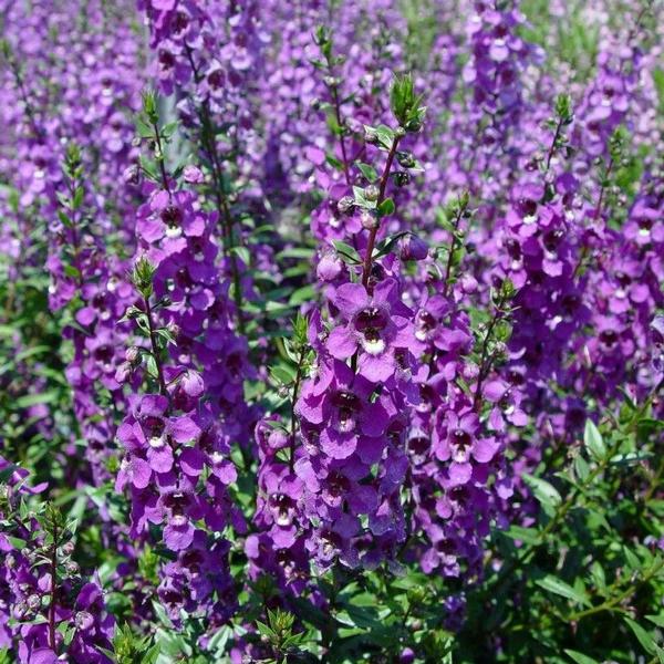 Angelonia Serena Serena 'Purple Improved' - Summer Snapdragon from Babikow