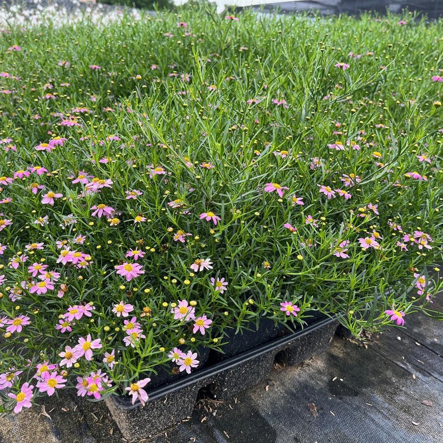 Coreopsis ros. 'American Dream' - Tickseed from Babikow Wholesale Nursery