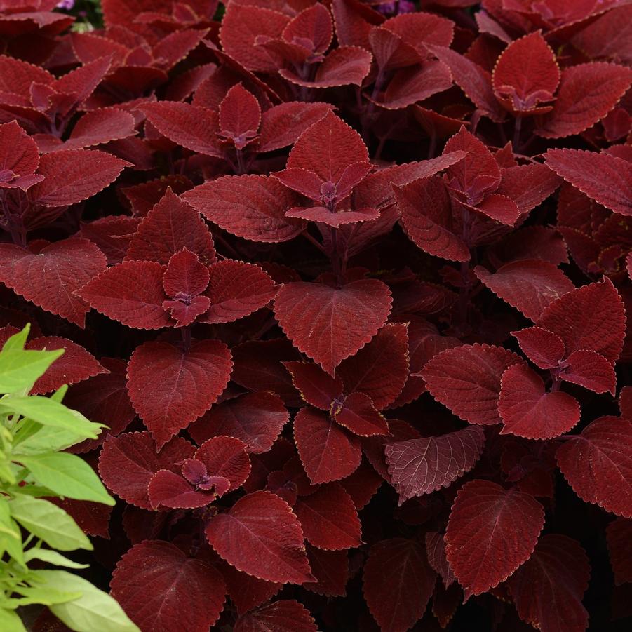 Coleus Ruby Slipper