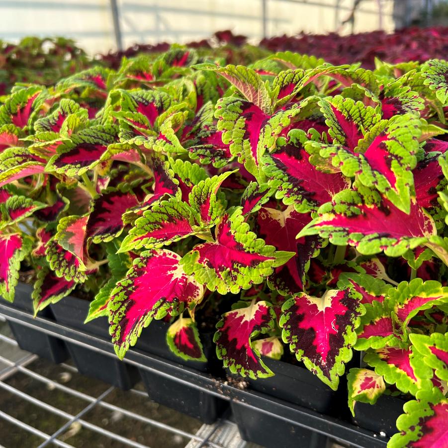 Coleus 'Heartbreaker' - from Babikow Wholesale Nursery