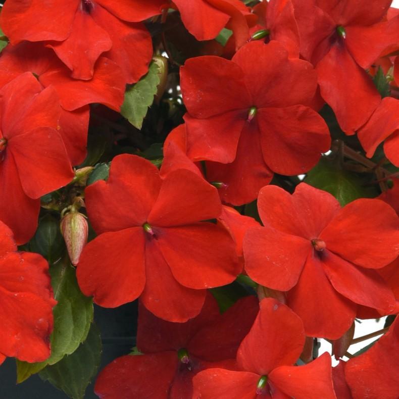 Impatiens Beacon Bright Red
