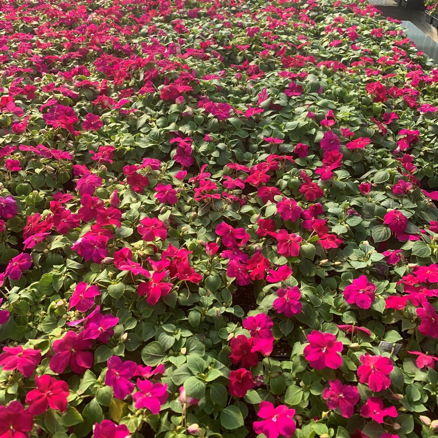 Impatiens Beacon Violet Shades