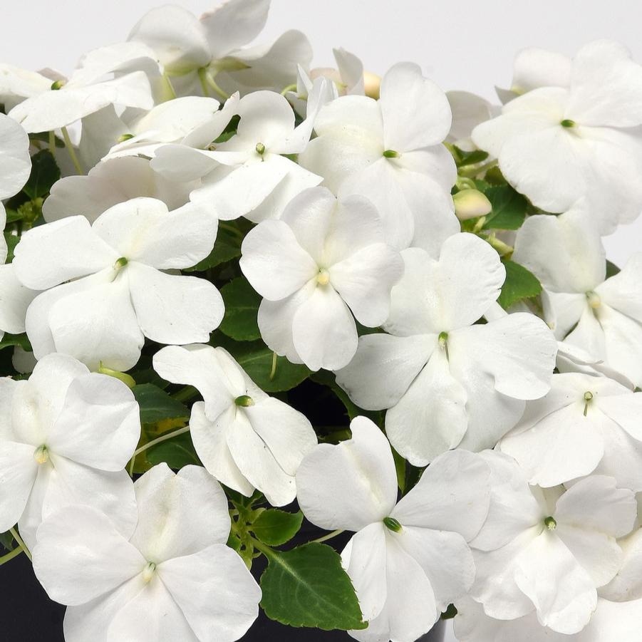 Impatiens Beacon White