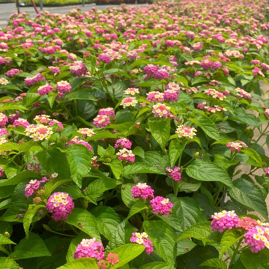 Lantana Landmark 'Rose Glow' - from Babikow Wholesale Nursery