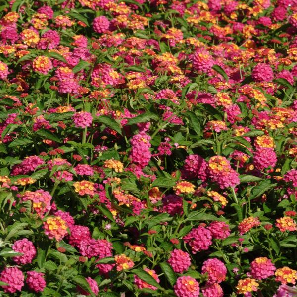 Lantana Landmark Landmark 'Sunrise Rose' - from Babikow