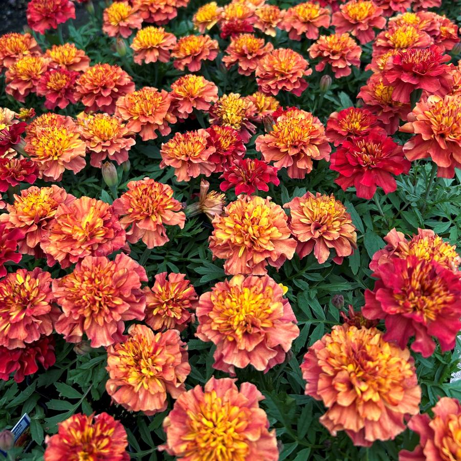 Marigold 'Strawberry Blonde' from Babikow Wholesale Nursery