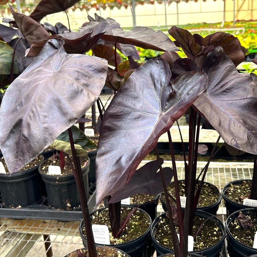 Colocasia Esculenta 'Black Coral' - from Babikow Wholesale Nursery