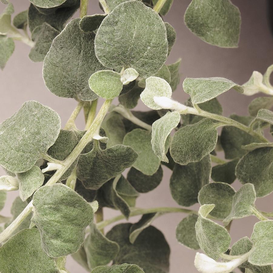 Helichrysum 'Silver Licorice Plant' from Babikow Wholesale Nursery