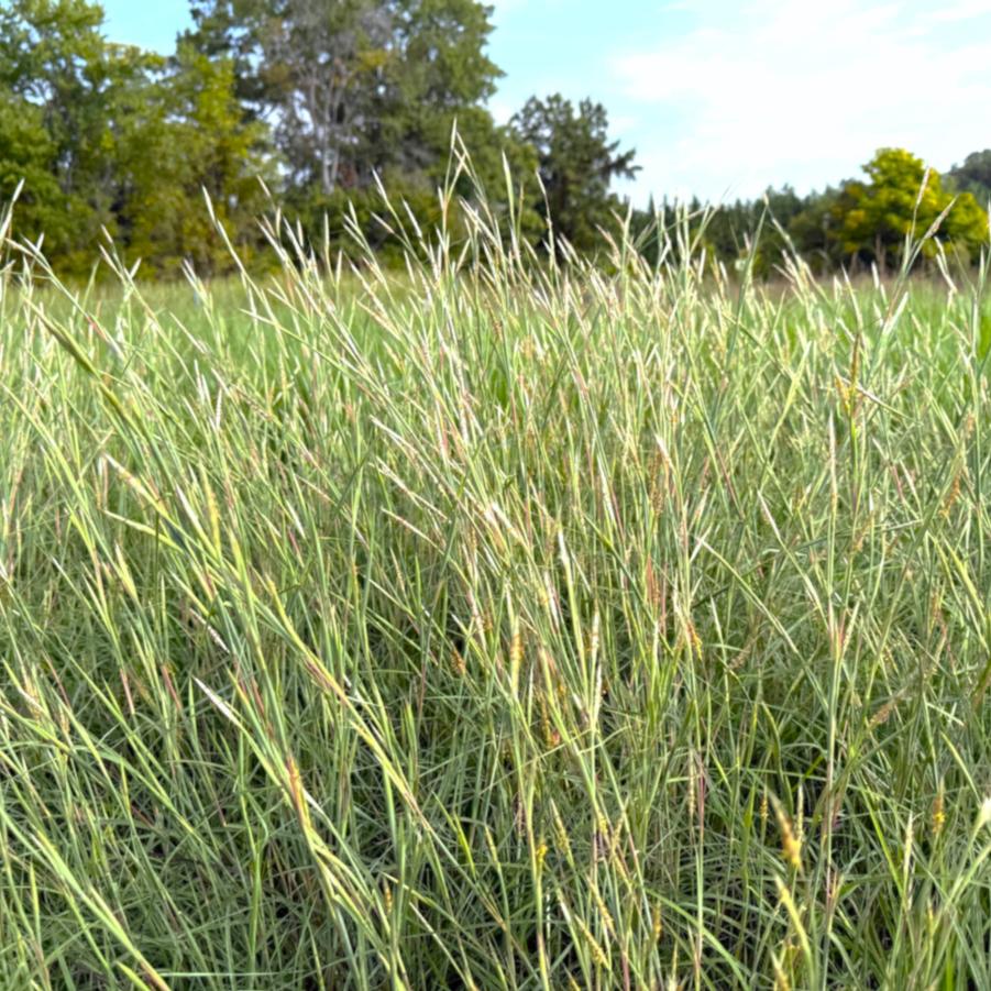 Andropogon ternarius - Splitbeard Bluestem from Babikow