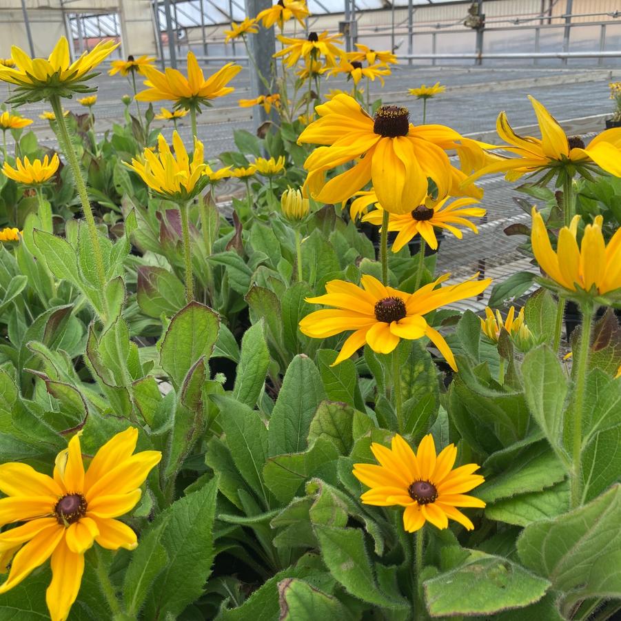 Rudbeckia hirta 'Indian Summer' - from Babikow Wholesale Nursery