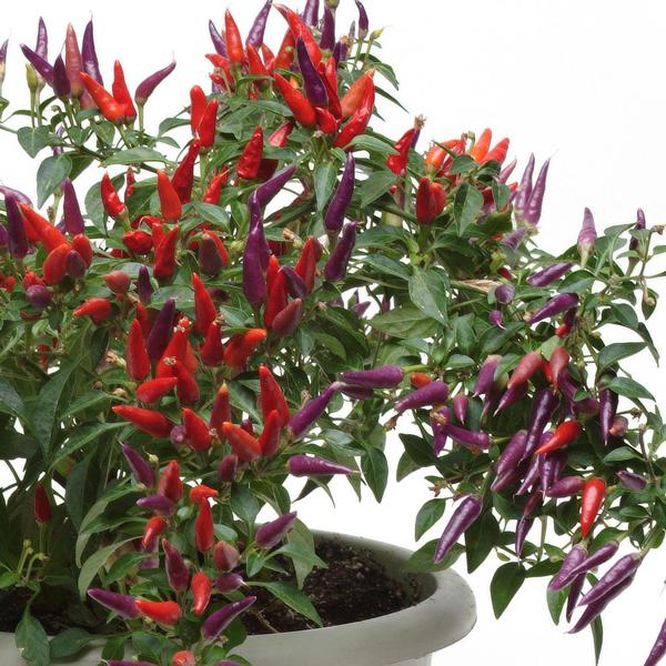 Capsicum annuum 'Sangria' - Ornamental Pepper from Babikow