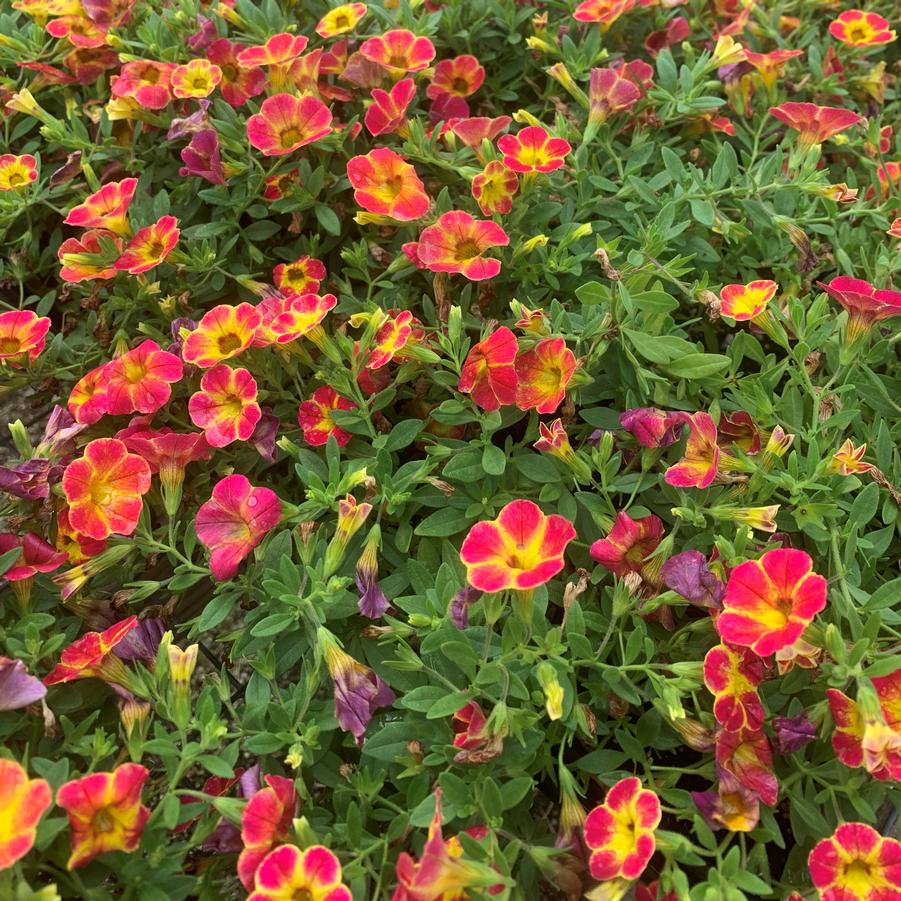 Calibrachoa Cabaret 'Diva Orange' - from Babikow Wholesale Nursery