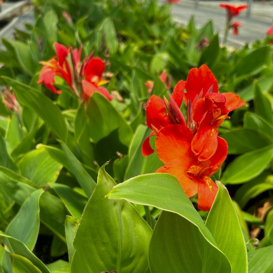 Canna Cannova 'Scarlet' - from Babikow Wholesale Nursery