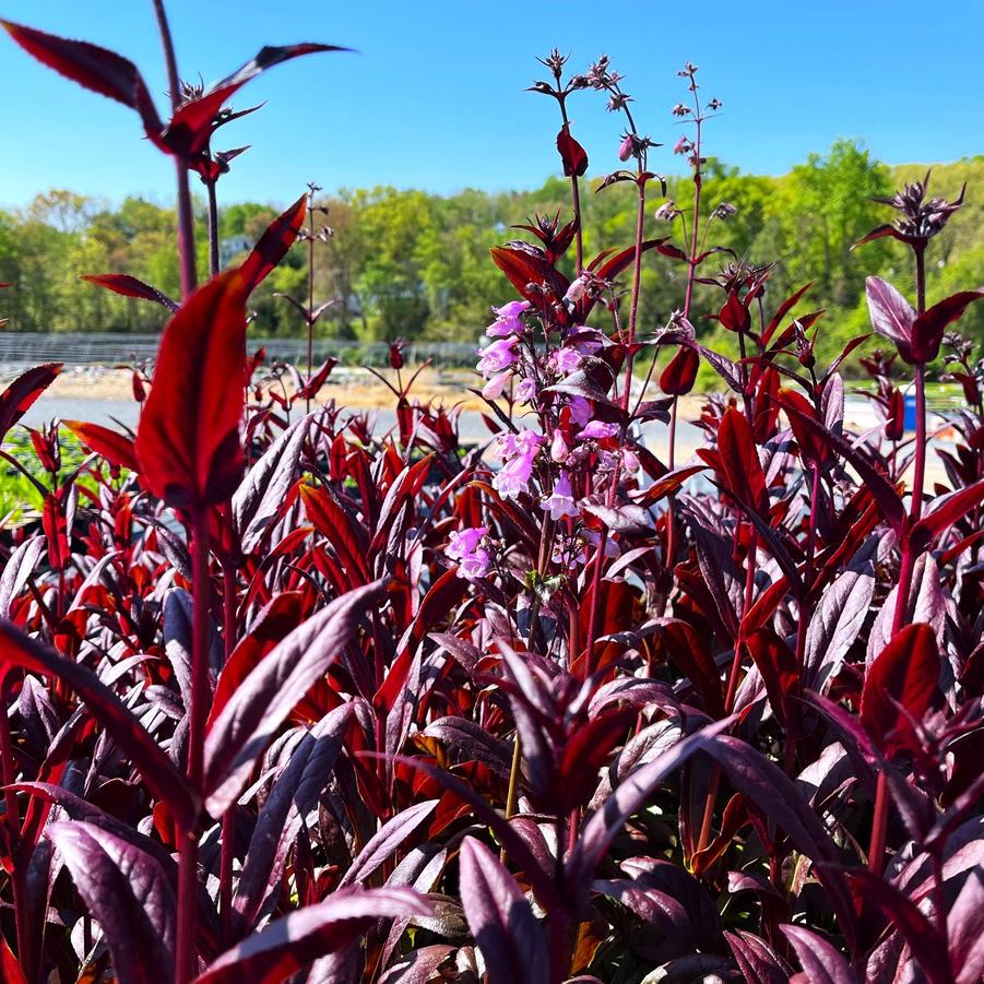 Penstemon x 'Blackbeard' - Beardtongue from Babikow Wholesale Nursery