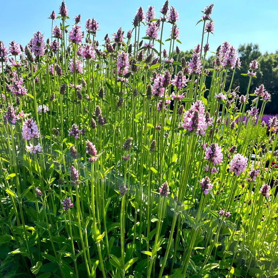 Stachys x 'Summer Crush' - Summer Crush Betony from Babikow Wholesale Nursery