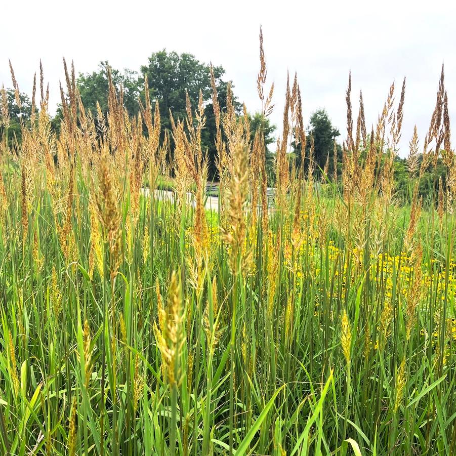 Sorghastrum nut. 'Golden Sunset' - Golden Prairie Grass from Babikow Wholesale Nursery