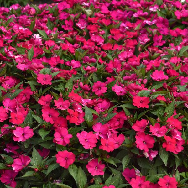 Impatiens Solarscape 'Magenta Bliss' from Babikow Wholesale Nursery