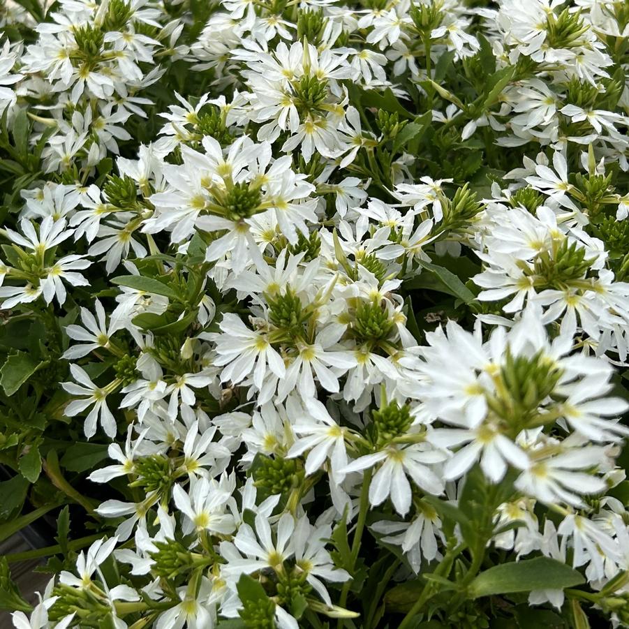 Scaevola Surdiva 'White Improved' - from Babikow Wholesale Nursery