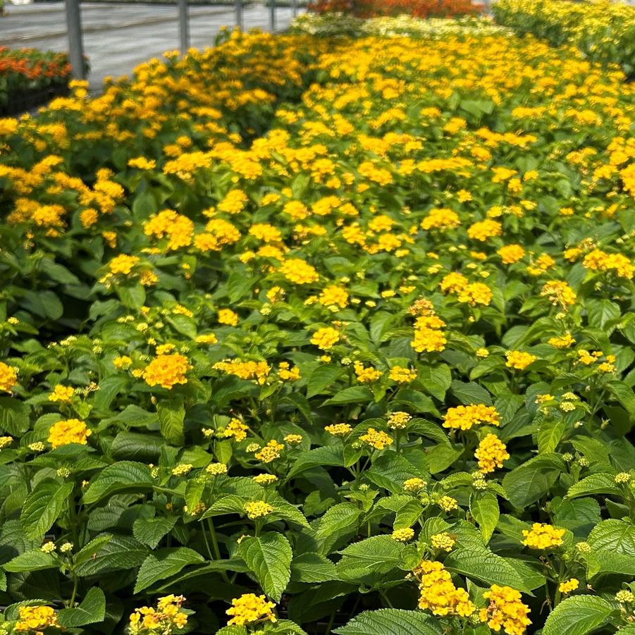 Lantana Gem 'Gold' - from Babikow Wholesale Nursery
