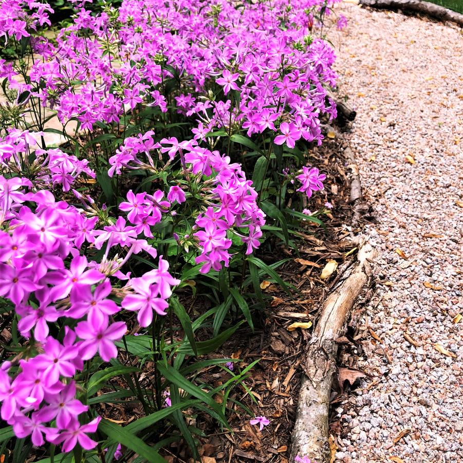 Phlox carolina 'Kim' - from Babikow Wholesale Nursery