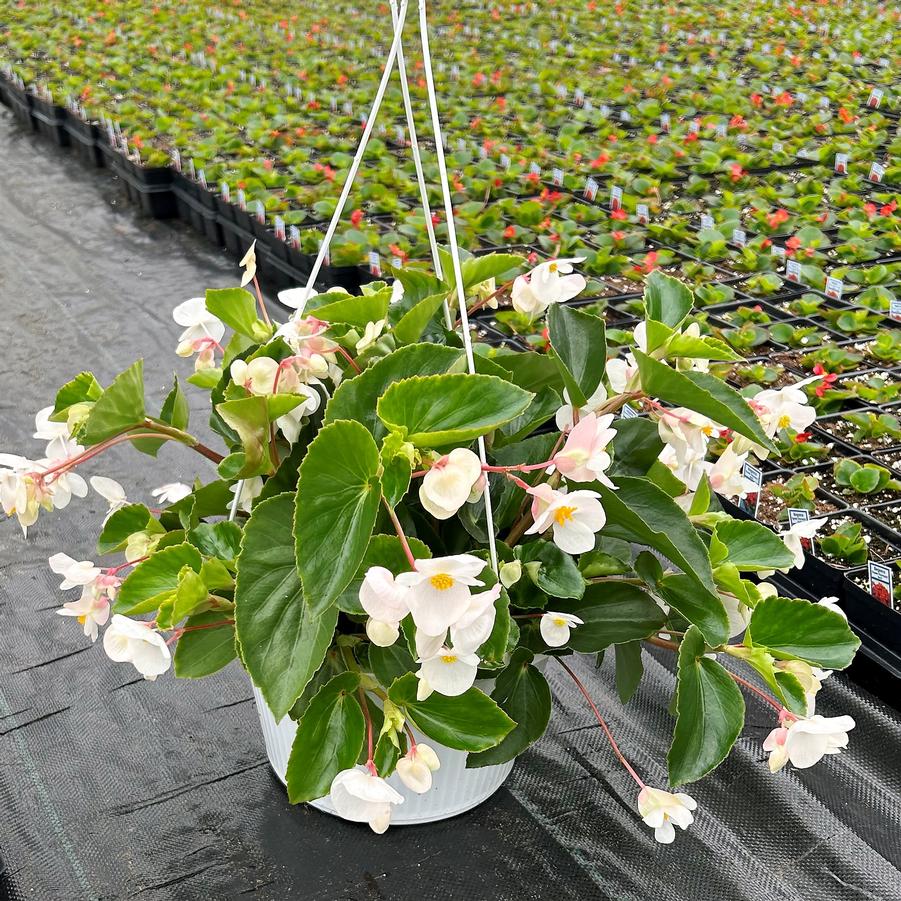Begonia Dragon Wing 'White' Hanging Basket from Babikow Wholesale Nursery