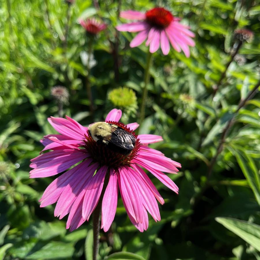 Echinacea 'Primadonna Deep Rose' - from Babikow Wholesale Nursery