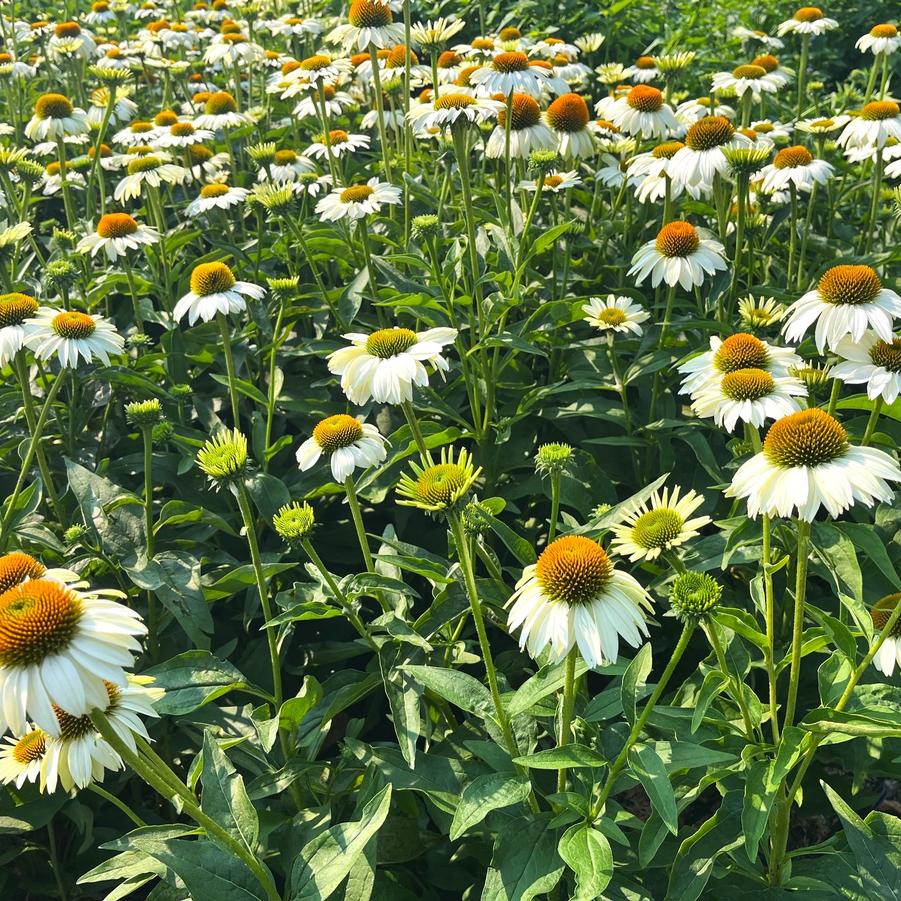 Echinacea 'Prima Donna White' - from Babikow Wholesale Nursery
