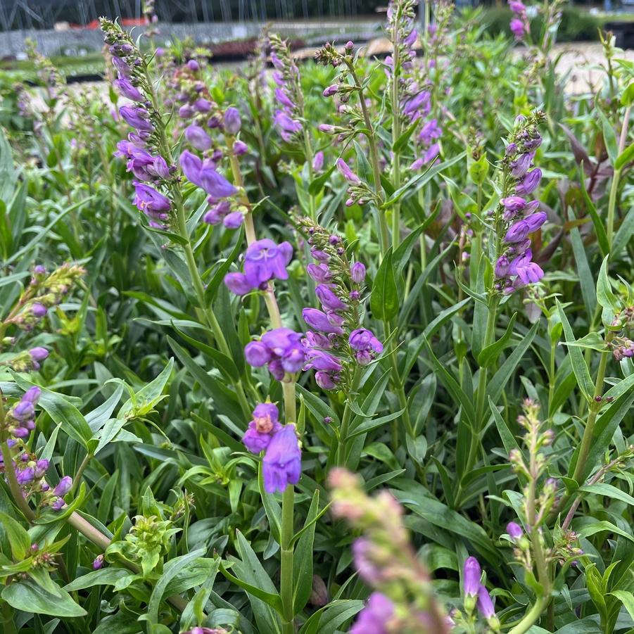 Penstemon strictus - Rocky Mountain Penstemon from Babikow Wholesale Nursery