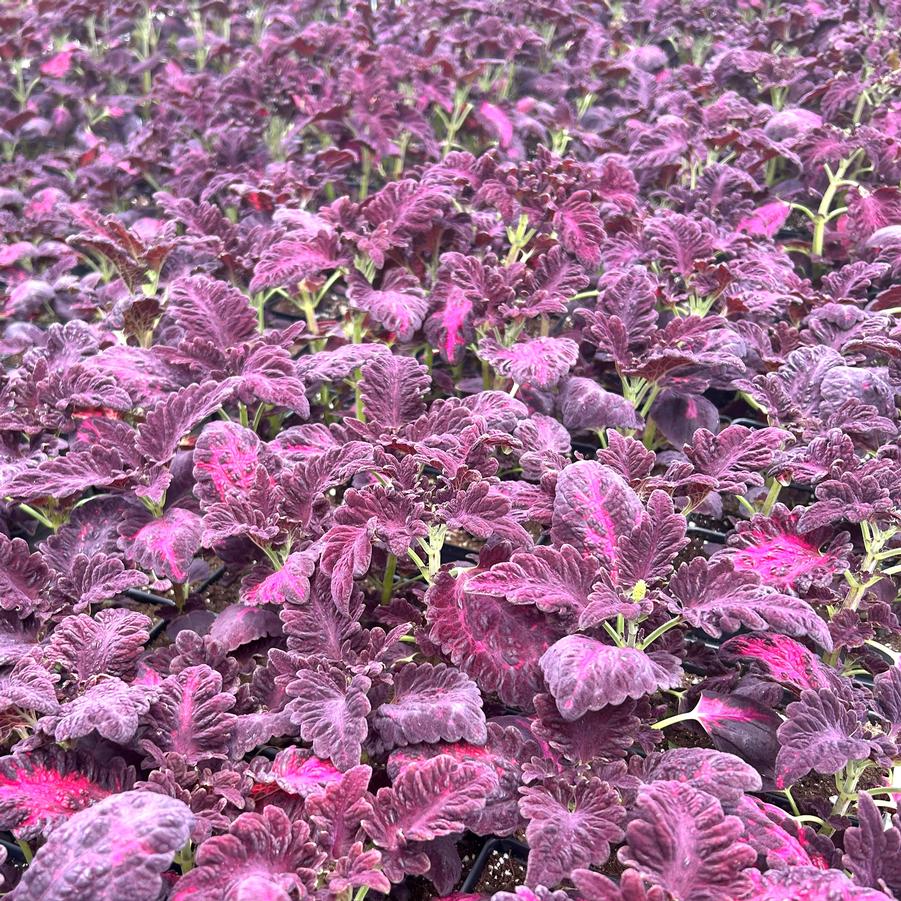 Coleus 'Black Dragon' - from Babikow Wholesale Nursery