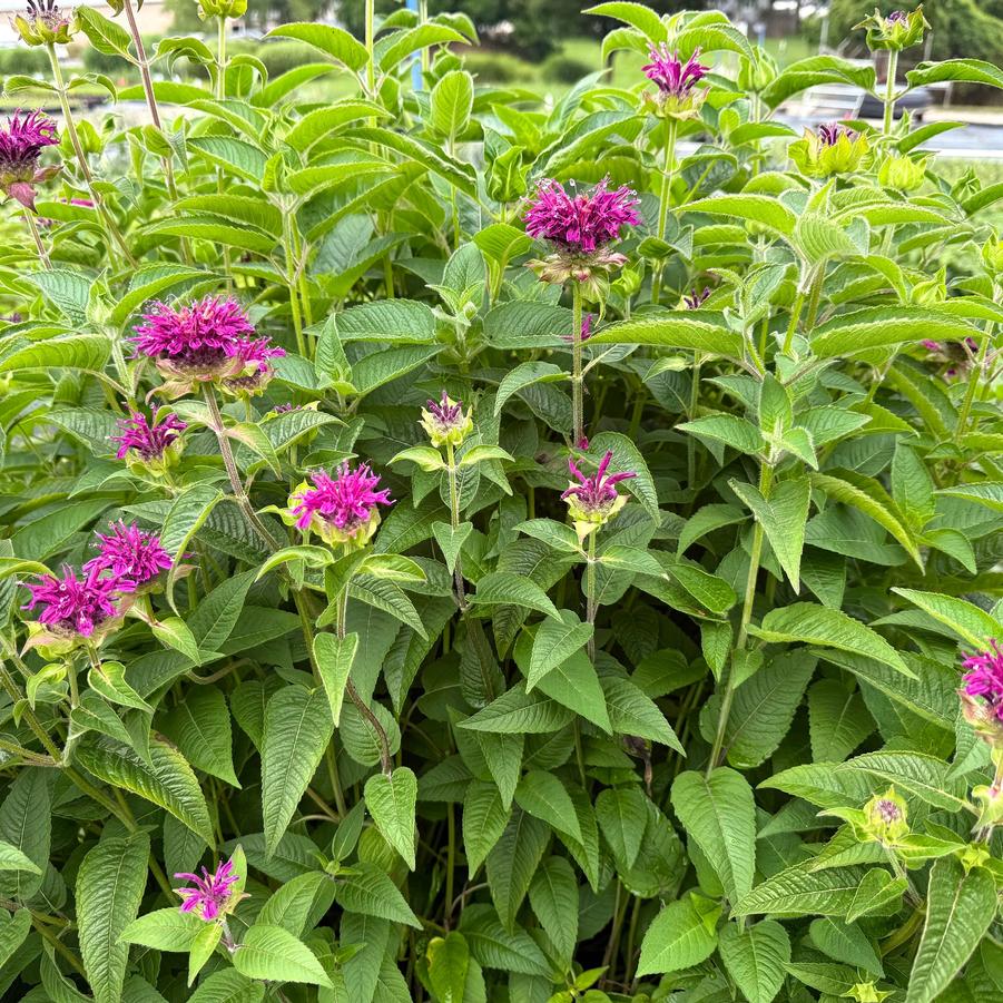 Monarda 'Purple Rooster' - Beebalm from Babikow Wholesale Nursery