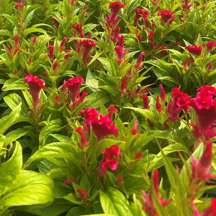 Celosia Twisted 'Strawberry' - from Babikow Wholesale Nursery